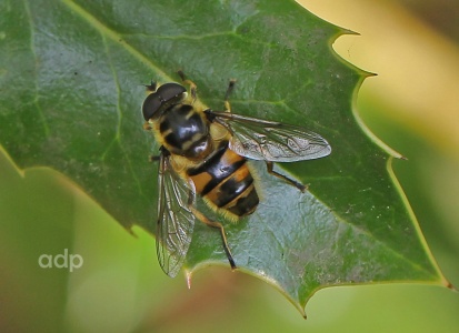Myothropa florea, male, hoverfly, Alan Prowse
